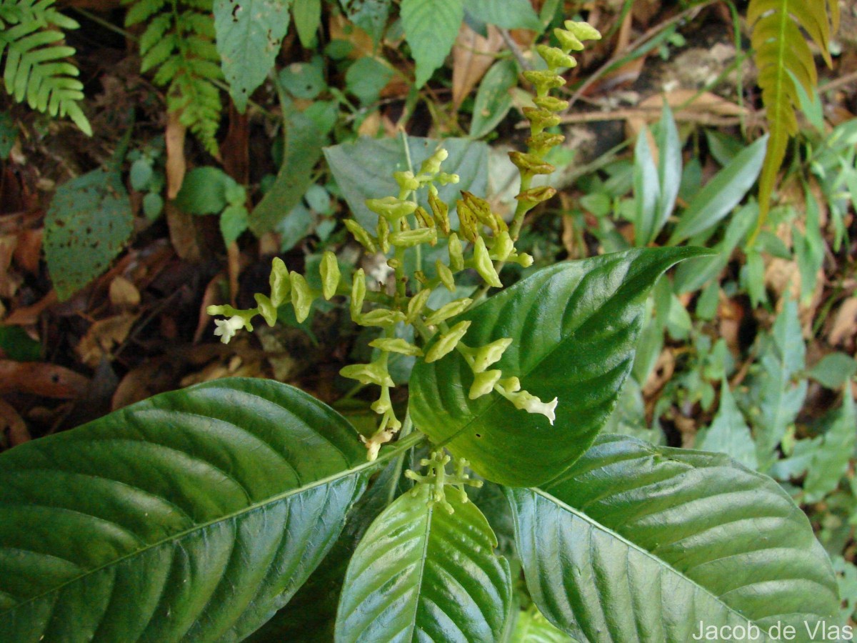 Ophiorrhiza mungos L.